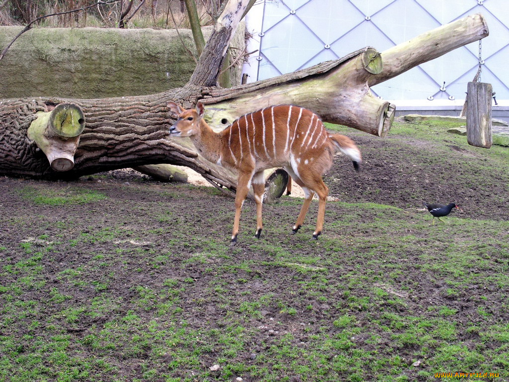 berlin, zoo, , 